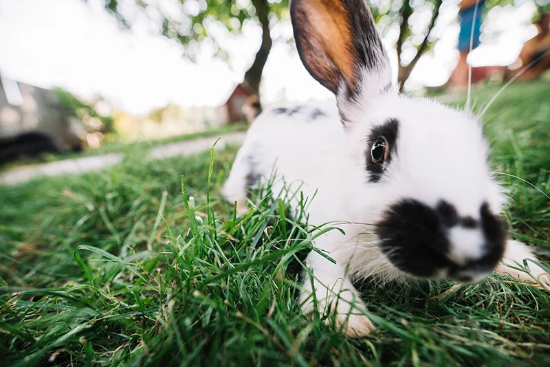 parque de juegos para conejos y conejeras