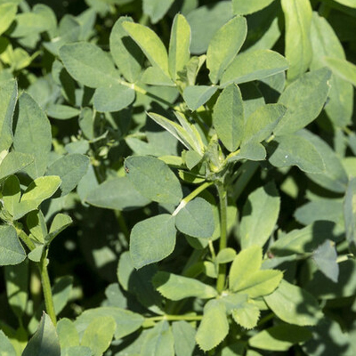 Alfalfa para Conejos